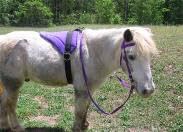 Turquoise Bareback Saddle with Stirrups I809
