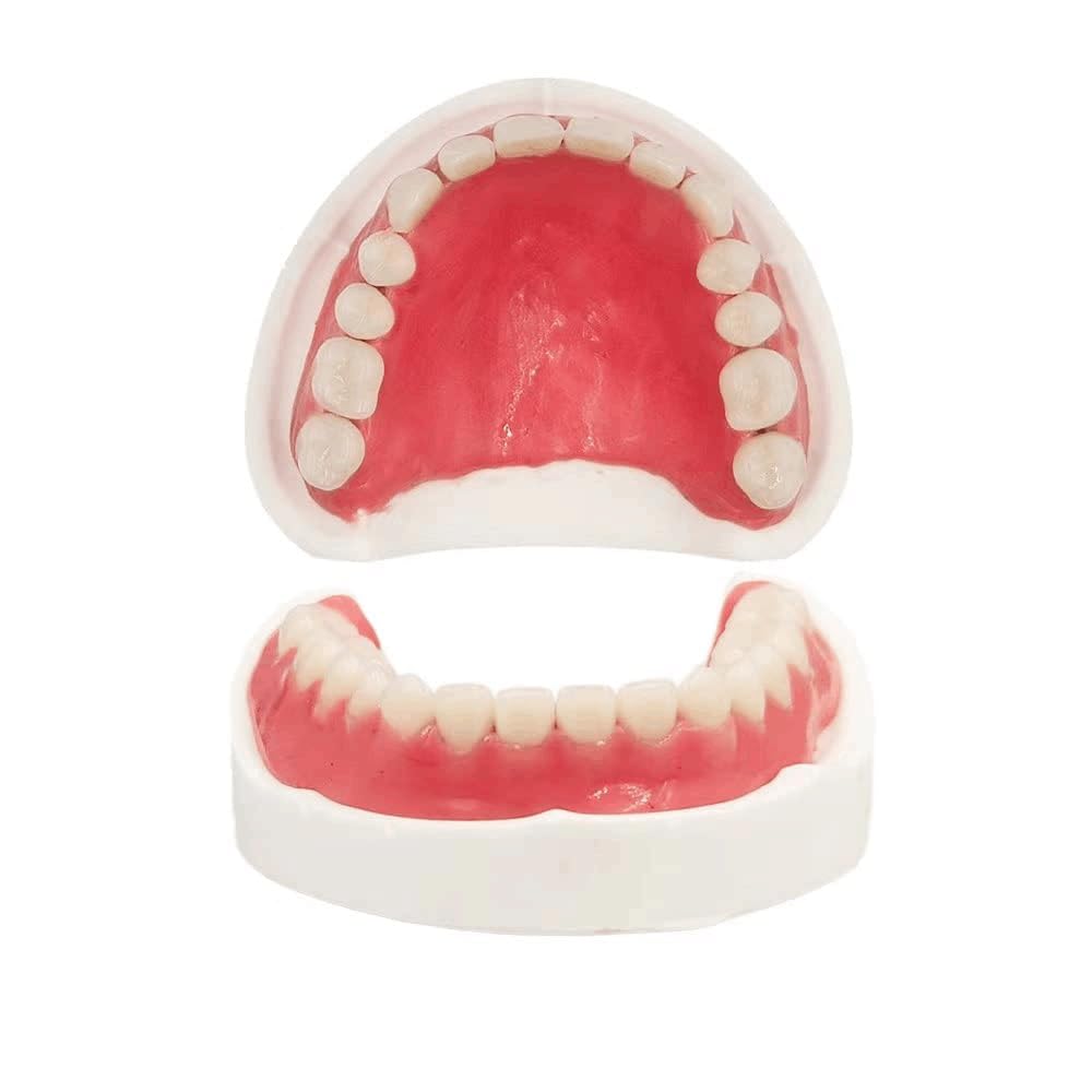 Fake Teeth Denture Top and Bottom Temporary Teeth B179