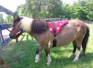 Turquoise Bareback Saddle with Stirrups I809