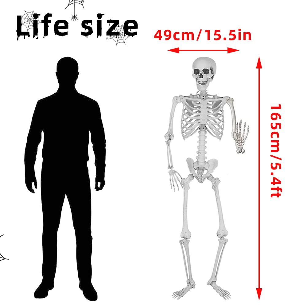 5.4Ft Life Size Skeleton with Movable Joints F92271