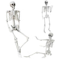 5.4Ft Life Size Skeleton with Movable Joints F92271