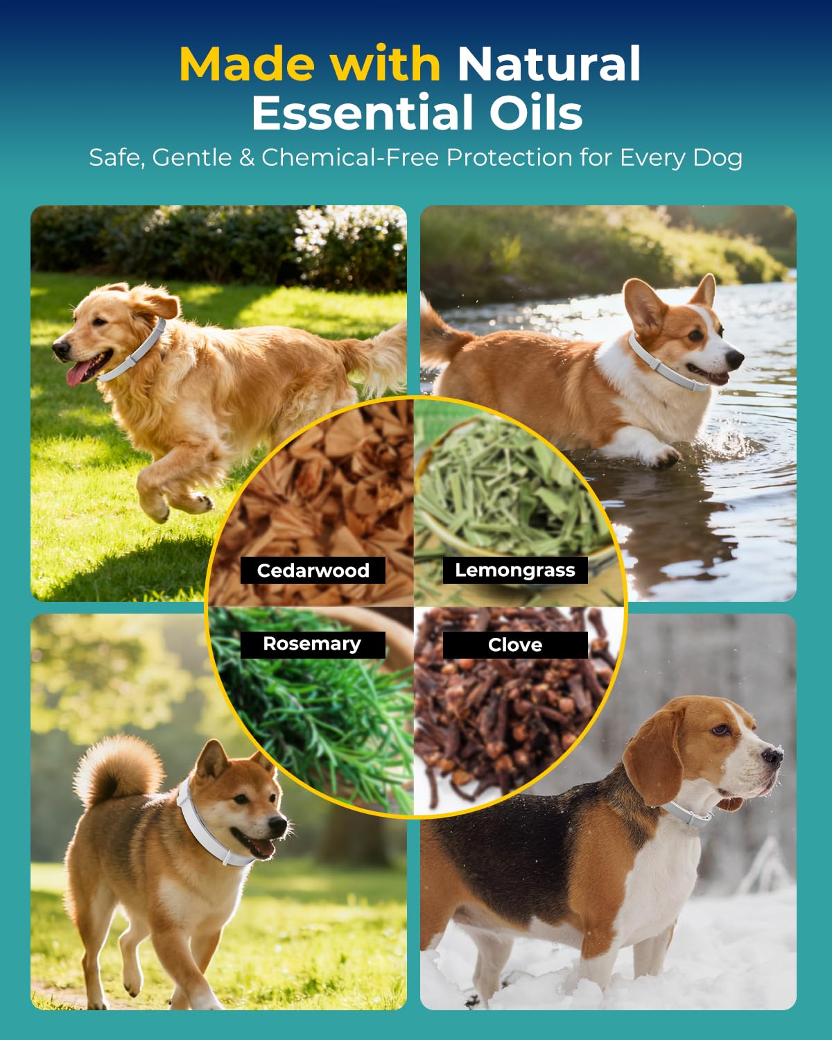 4 Pack Flea and Tick Collar for Small Dogs Under 18 lbs O872