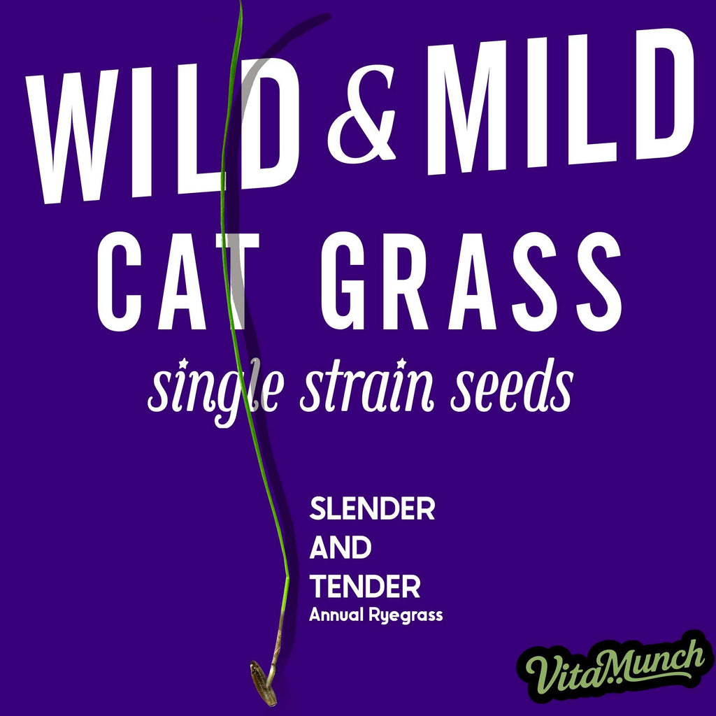 Cat Grass Seed 24 Pots 6 Days Non-GMO N348