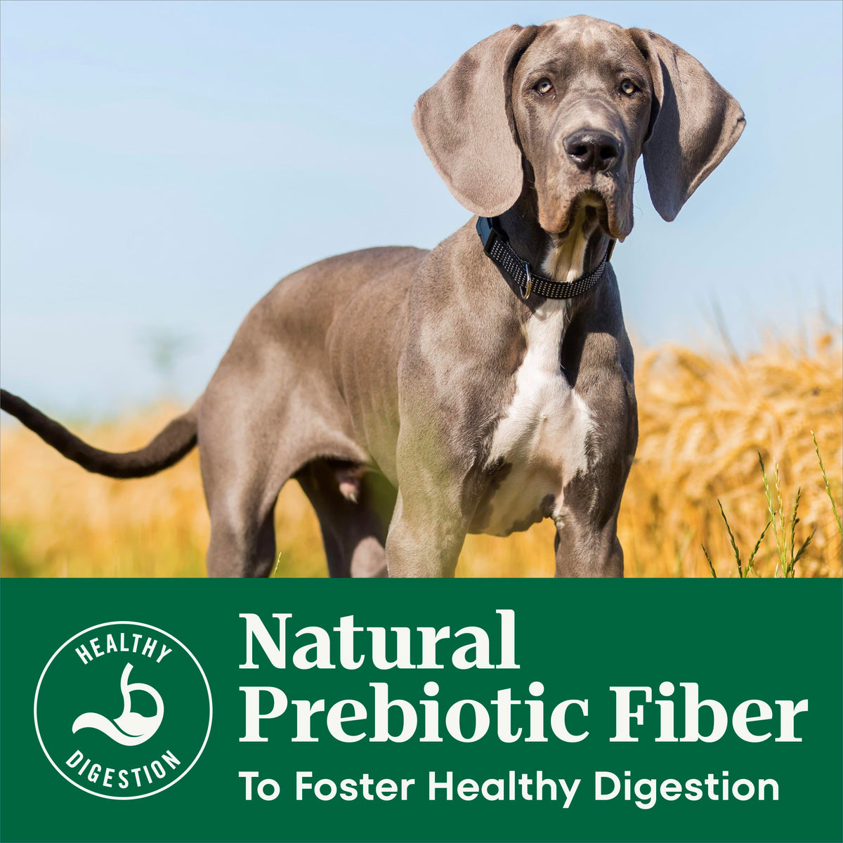 Puppy Dry Dog Food Chicken & Brown Rice 5 lb F9658