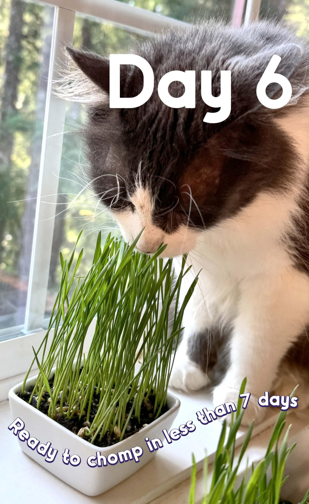 Cat Grass Seed 24 Pots 6 Days Non-GMO N348