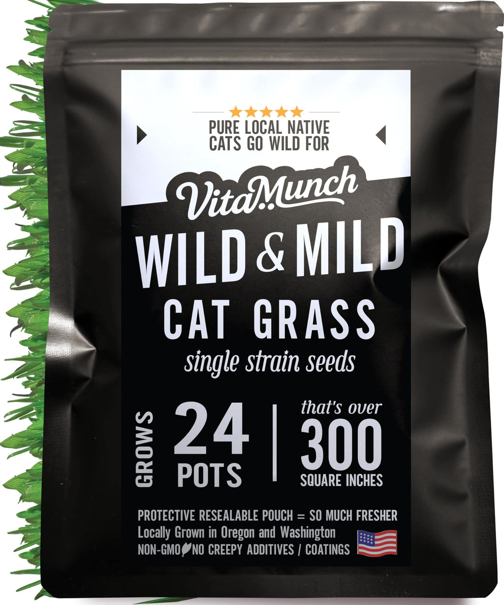 Cat Grass Seed 24 Pots 6 Days Non-GMO N348