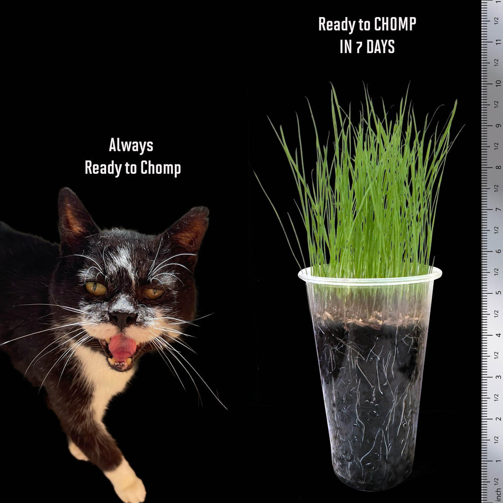 Cat Grass Seed 24 Pots 6 Days Non-GMO N348
